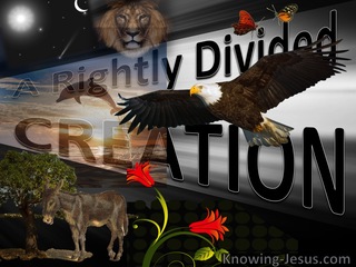 A Rightly Divided Creation (devotional)11-26 (brown)